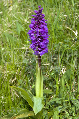 Early-purple orchid