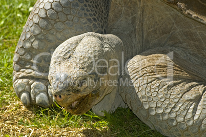 Aldabra tortoise