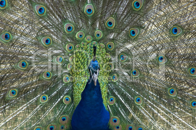 Peacock