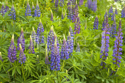 Lupine flowers