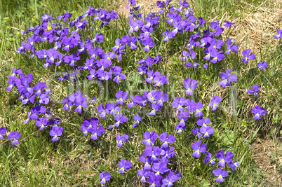 Flower jewels