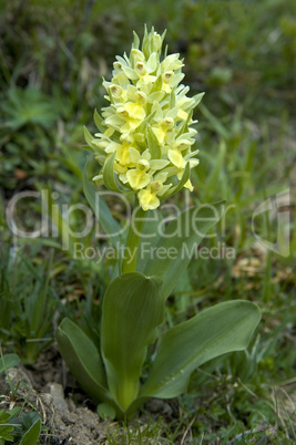 Elder-flower Orchid