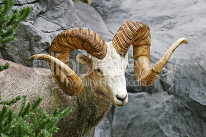 Mountain Ram Curled Horns