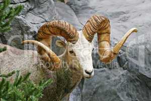 Mountain Ram Curled Horns