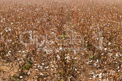 Cotton plants picked rows
