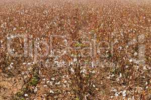 Cotton plants picked rows