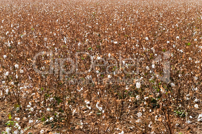 Cotton field picked and harvested