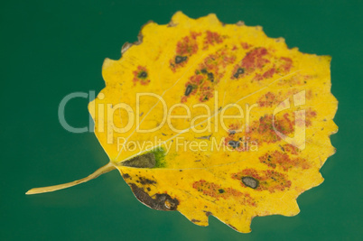 Autumn leaf