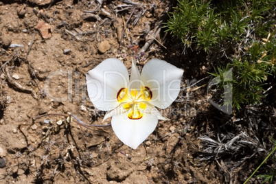 Sego Lilly wild flower