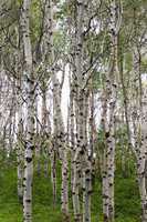 Quaken Aspen trees in forest