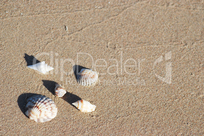 different seashells on a beach sand, marine landscape