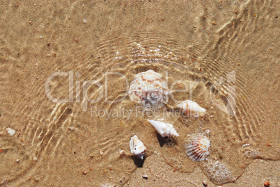 different seashells on a beach sand, marine landscape