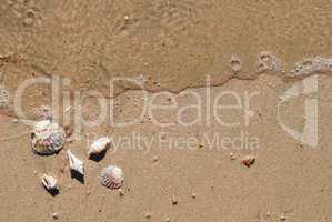 different seashells on a beach sand, marine landscape
