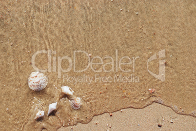 different seashells on a beach sand, marine landscape