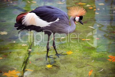 African Crane