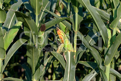 Corn field stalks and ear of corn