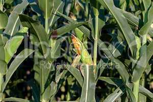 Corn field stalks and ear of corn