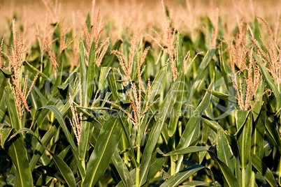 Corn field ready for harvest