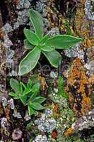 Succulents and Lichens