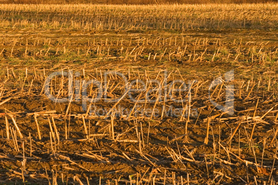 Cornfield after the harvest