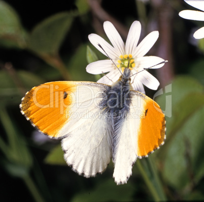 Orange Tip