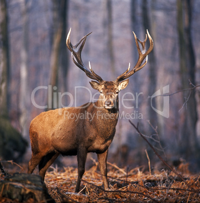 Red Deer