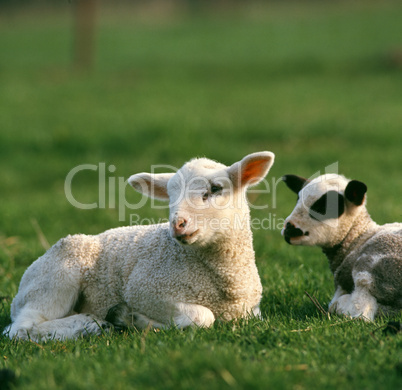 Lamb