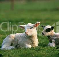 Lamb