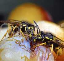 Wasps soaking Juice