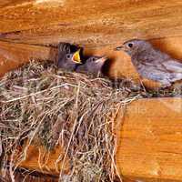 Black Redstart Nest