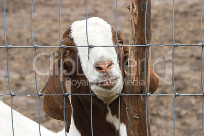 Goat by fence with teeth smile