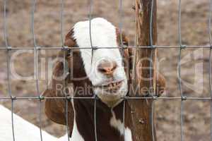 Goat by fence with teeth smile