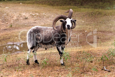 Jacobs ram in field grazing