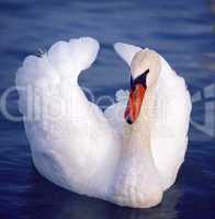 Swan