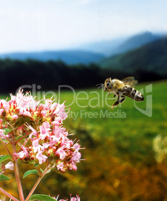 Bee in Flight