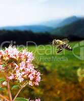 Bee in Flight