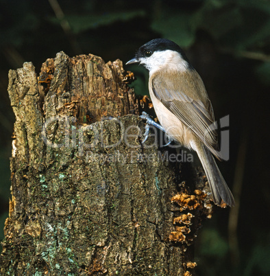 Marsh Tit