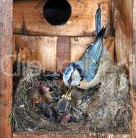 Bluetit Nest