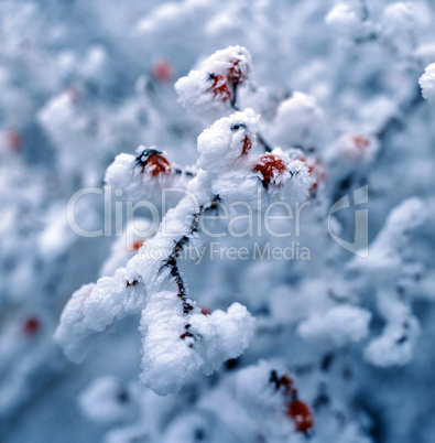 Rose Hip covered with Frost