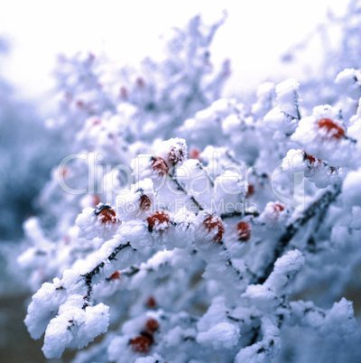 Rose Hip covered with Frost