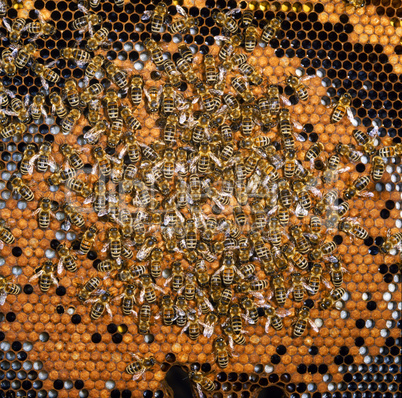 Bees on a Honeycomb