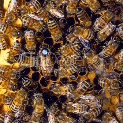 Bees on a Honeycomb