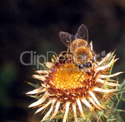 Bee on a flower