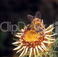 Bee on a flower