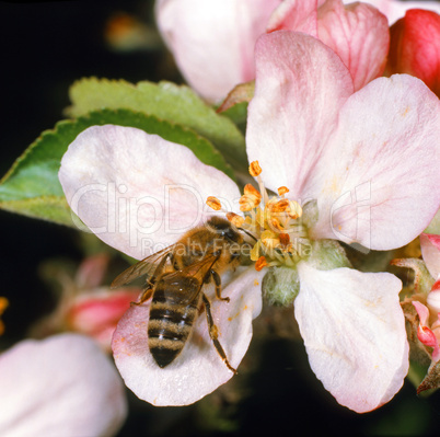 Bee on a flower