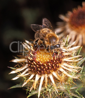 Bee at a Thistle