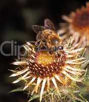 Bee at a Thistle