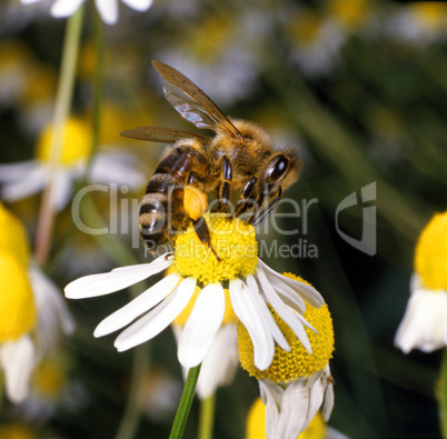 Bee on a flower