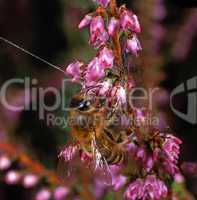 Bee on a flower