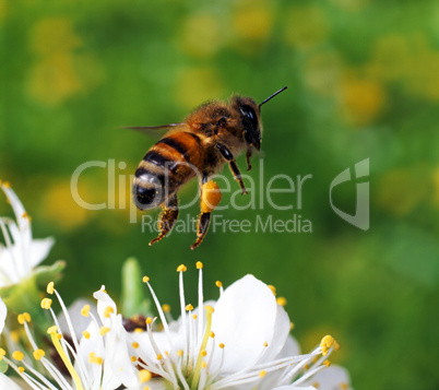 Bee in Flight